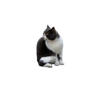 A British Shorthair Cat With Gray And White Fur Sits Outdoors On A Concrete Surface. 15016 - Cat PNG image with transparent background